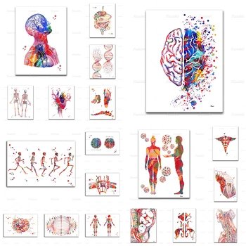 Nordic Domova Maliarske Plátno Tlačiť Ľudskej Anatómie Tráviaceho Systému Orgán Anatómie Plagát Modulárny Obrázok Nemocnice Wall Art